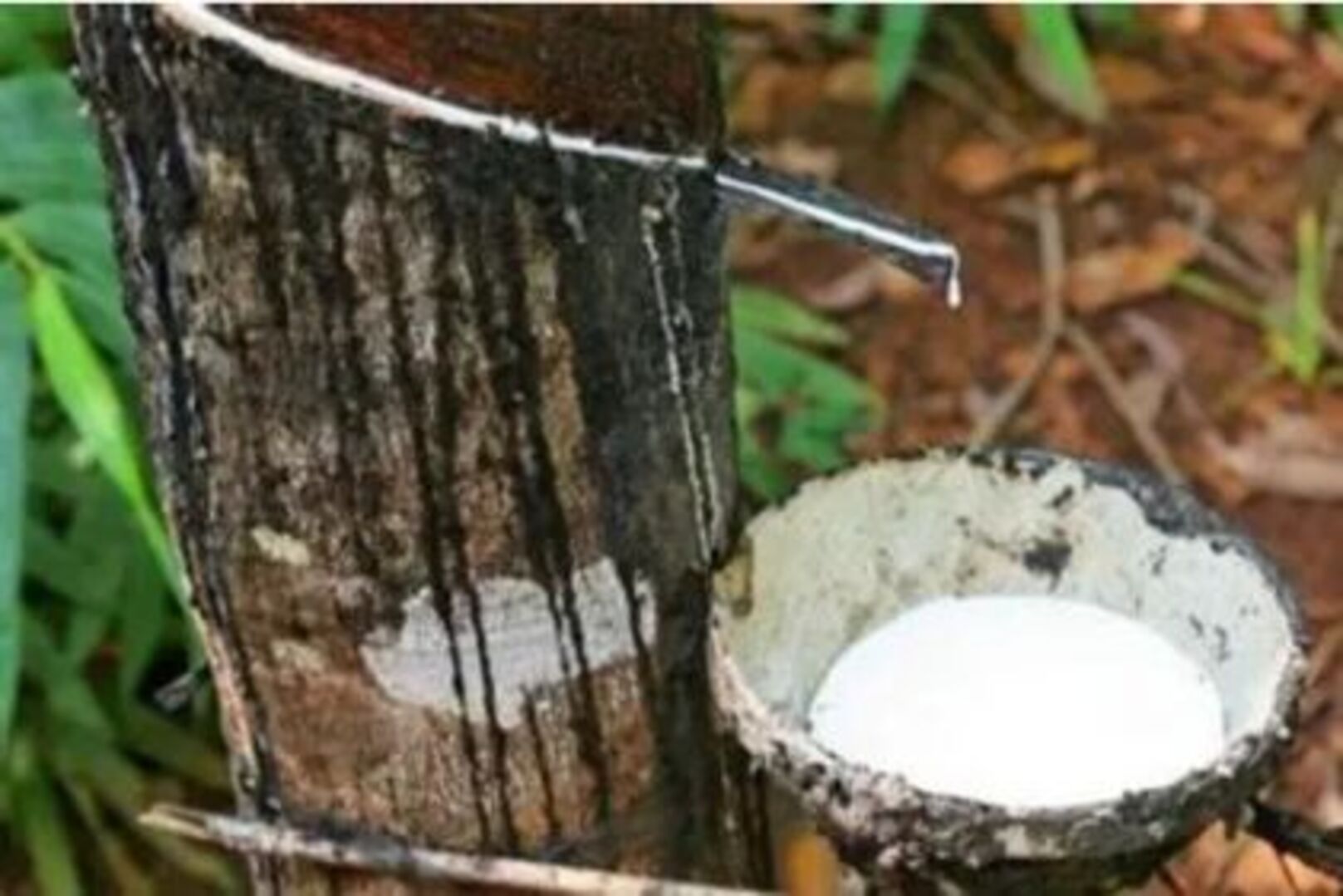 Côte d’Ivoire Set to Become Africa’s Natural Rubber and Tire Industry Hub